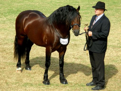 Grande Crest Crusades winner of BEST COB Sydney Royal 2012,ownrd by Grande Crest Welsh Cobs