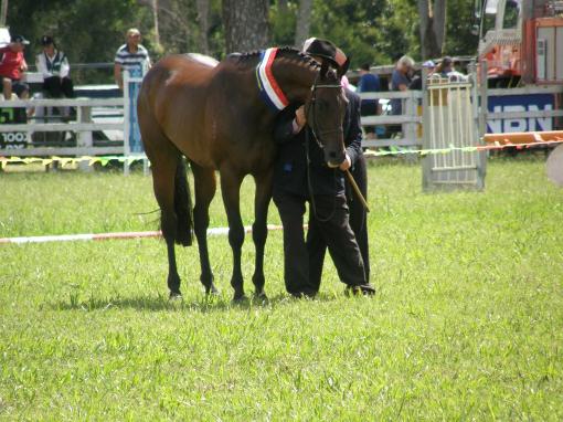 Filconi ,thoroughbred ,owned by me,has just started his showing career,16/2/2013